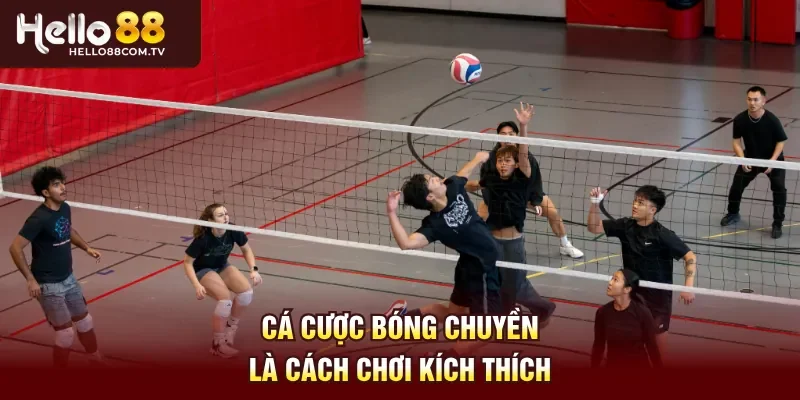 Cá cược bóng chuyền là cách chơi kích thích